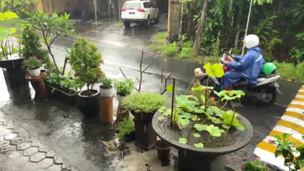 Bali, Indonesia - 20 de noviembre de 2021: jardín lluvioso en el cruce de caminos en Umalas, Canggu — Vídeos de Stock