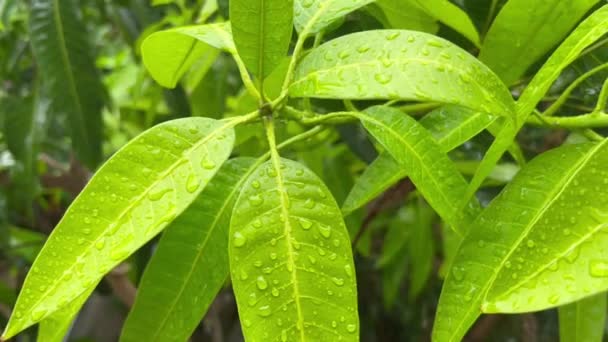 Primer plano de gotas de lluvia sobre hojas de mango verde — Vídeos de Stock