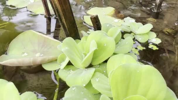 Makroaufnahme von Wassersalat. Teichflora hautnah. — Stockvideo