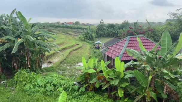 Gyönyörű zöld rizs terasz banánfákkal — Stock videók