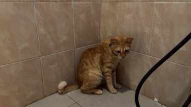 Kızıl kedi tuvalette ölü fareyle oynuyor.