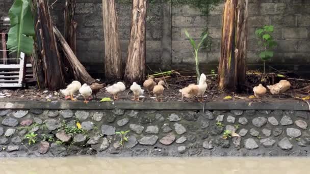 Niedliche Enten putzen Federn am Flussufer auf Bali — Stockvideo