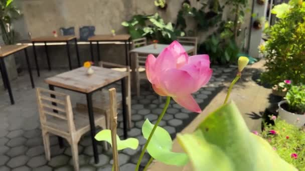 Flor de loto rosa balanceándose en el viento en la cafetería calle — Vídeos de Stock