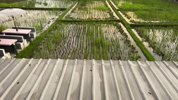 Umalas Bali 'deki pirinç tarlalarında altın saat gün batımı — Stok video