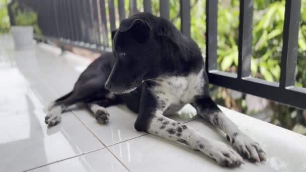 Söt svart hund med vita fläckar på balkongen — Stockvideo