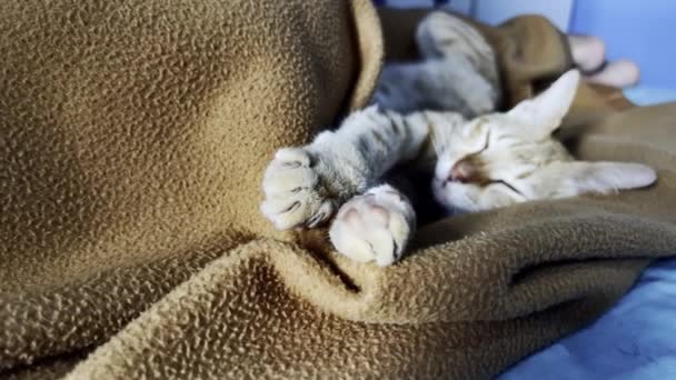 Мила солодка кішка лежить на коричневій плед у синій кімнаті — стокове відео