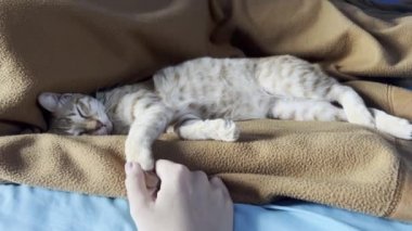 Kız uyumakta olan sevimli kedilerle oynuyor. Pençeleri yatakta.