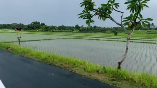 Paseo en moto por campos de arroz natural en Bali — Vídeos de Stock