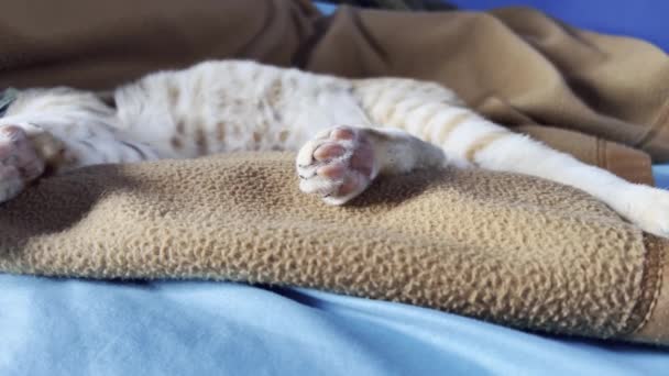 Lindo gato dulce tendido sobre cuadros marrones en habitación azul — Vídeo de stock