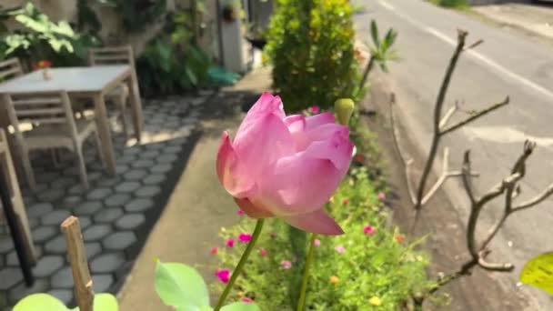 Różowy kwiat lotosu kołyszący się na wietrze w ulicznej kawiarni — Wideo stockowe