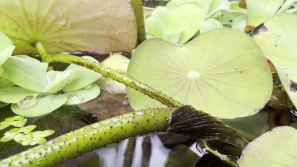 Świeży deszcz tropikalny spadający na liście lilii wodnej — Wideo stockowe