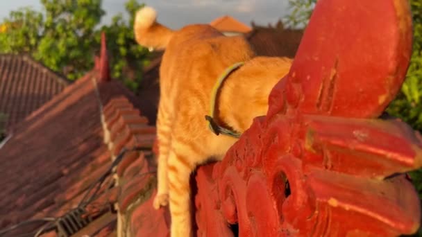 Niedliche rote Hauskatze scharrt gegen verziertes rotes Dach — Stockvideo