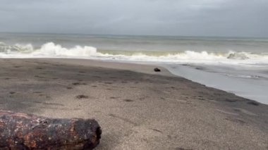 Siyah volkanik kumda Bali okyanus gelgit dalgaları. Kumlu sahilde dalgalar. Deniz köpüğü gücü.