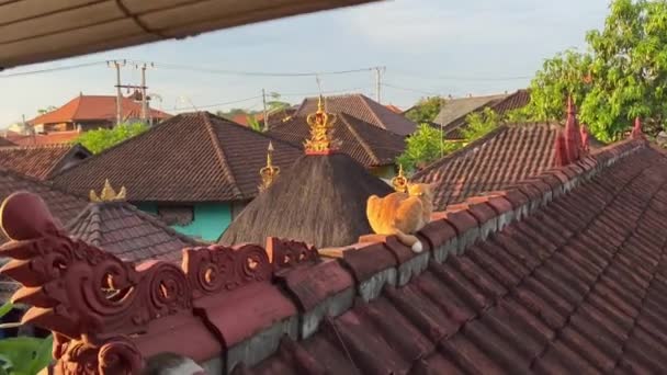 Endonezya, Bali 'de bir köyde, gün batımında kahverengi bir çatıda duran yeşil yakalı sevimli kırmızı kedi.. — Stok video