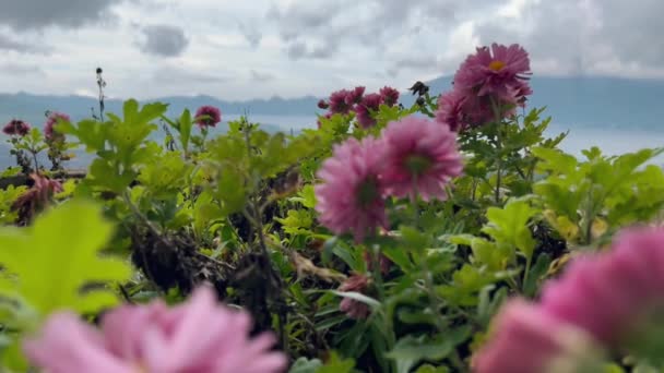 Lavendel rosa färg aster på en blåsig dag i bergen. Res Bali. Blommor i högländerna i Batur berg och sjö — Stockvideo