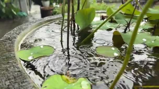 Lluvia tropical fresca que cae sobre las hojas de lirio de agua en una cuenca de hormigón al aire libre — Vídeos de Stock