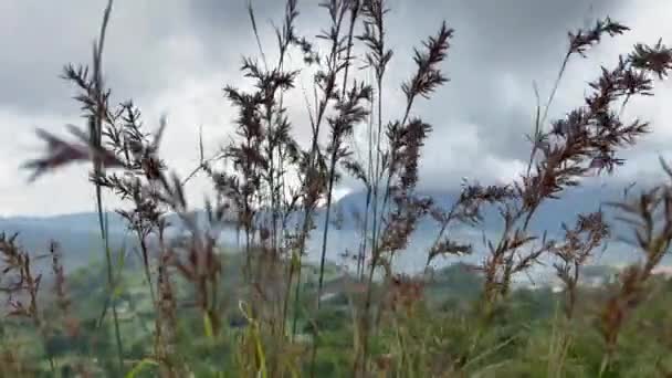 아름다운 짙은 대기의 깃털 풀을 가까이 서 본 것이다. 발리의 킨타 마니 에서의 잡초의 배경. — 비디오