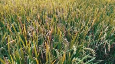 POV olgun çivilerle pirinç tarlasında yürüyor. Çiftlikteki Paddy kültürü. Tarımsal yakın çekim. Asya pirinç tarlası.