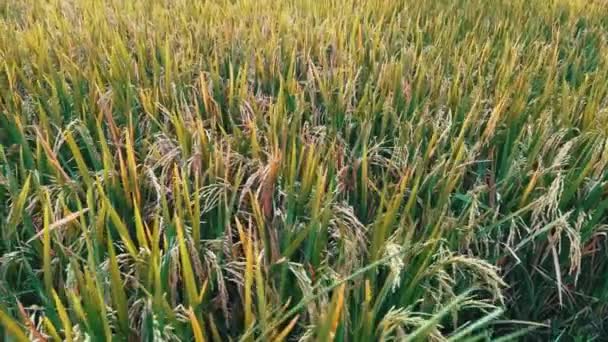 POV olgun çivilerle pirinç tarlasında yürüyor. Çiftlikteki Paddy kültürü. Tarımsal yakın çekim. Asya pirinç tarlası. — Stok video