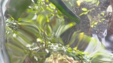 Bozuk cam pencereden yeşil yapraklar çıkıyor. Pencere camında paten dalgası bozulması var. Bahçeli ve güneşli şirin yaz arkaplanı.