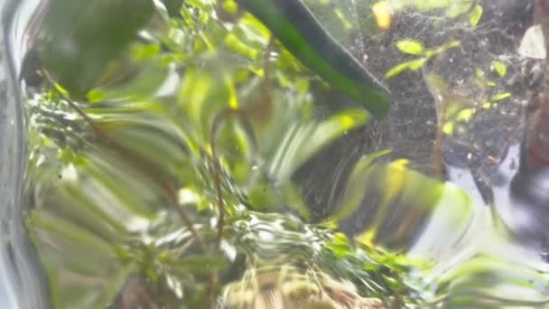 Green sunny leaves through distorted glass window. Close-up of roller wave distortion of window pane glass. Cute summer background with garden and sunshine. — Stock Video