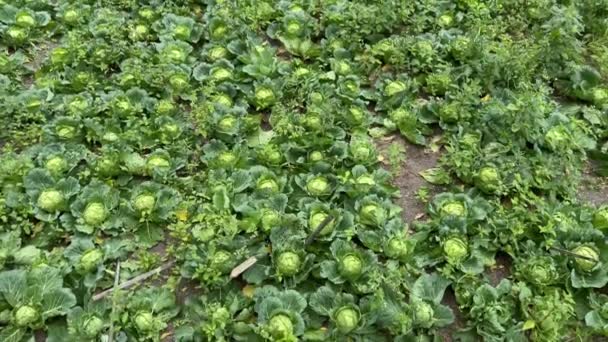 Fondo de textura de plantación de col verde madura. Agricultura tradicional ecológica. Agricultura en el campo. Cultivo de verduras verdes en el campo de repollo. — Vídeos de Stock