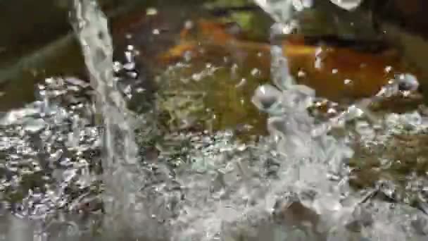 Макро крупним планом бризки води течуть у ставок. Вода краплі текстури в садовому басейні з рибою кої . — стокове відео
