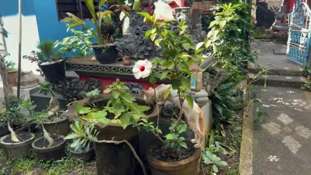 Divertido gato callejero bebiendo de una cuenca en jardín tropical con flores en flor. Día caluroso en Bali Indonesia — Vídeos de Stock