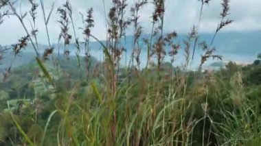 Güzel karanlık atmosferik dağ tüyü çimenleri yakın plan. Kintamani, Bali 'de yabani ot geçmişi.