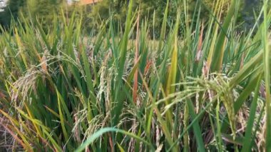 Rüzgarda uçuşan olgun pirinç çivilerine yakın durun. Bali Endonezya 'da tarım. Asya tarımı. Çeltik kültürü yakın plan.