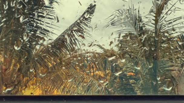 Обезглавленные пальмы за мокрым оконным стеклом с капельками дождя после тропического дождя. Тропический фон. Обезжиренный сад за окном. — стоковое видео