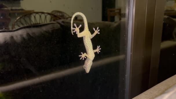 Μια όμορφη gecko κάθεται σε ένα ποτήρι ξενοδοχείου τη νύχτα. Πανίδα Μπαλί. — Αρχείο Βίντεο