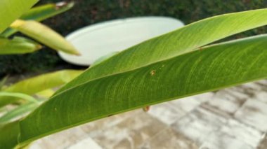 Tropik cennette yeşil muz yapraklarının arkasında beyaz sörf tahtası. Bali 'de sörf yaşam tarzı.