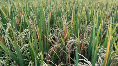 POV olgun çivilerle pirinç tarlasında yürüyor. Çiftlikteki Paddy kültürü. Tarımsal yakın çekim. Asya pirinç tarlası.