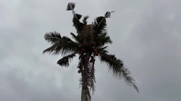 暗い悲観的な日にヤシの木の黒いシルエット。熱帯の国の灰色の空. — ストック動画