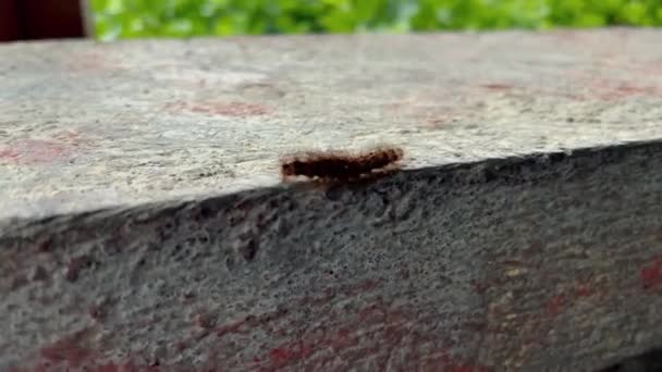 Fluffy rups op betonnen hek buiten. Macro insecten beelden haasten zich weg. — Stockvideo