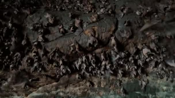 Bat cave close-up. Dark rock with flying bats. Bat texture closeup. — Stockvideo