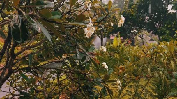 Естественный фон с белой плюмерией, цветущей в дождливый день. Франжипани цветы во время шторма в тропическом раю. Балийская флора. — стоковое видео
