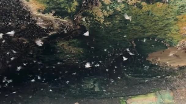 Una bandada de murciélagos voladores cerca de la cueva oscura con musgo verde durante el día. Explorando la vida silvestre en la sombría batcueva en Balian Bali Indonesia. — Vídeos de Stock