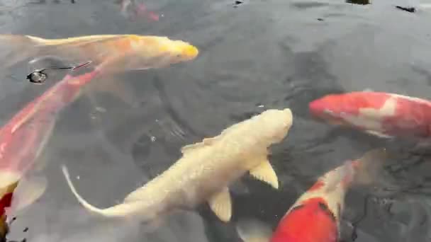 Пруд декоративных карпов кои. Красные желтые и белые рыбы в бассейне. Азиатский сад — стоковое видео