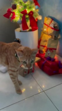 Kızıl kedi yılbaşı ağacının yanında ışıklar ve hediyelerle. Şenlikli kış dekorları ve sunumlarıyla hikaye için dikey çekim.