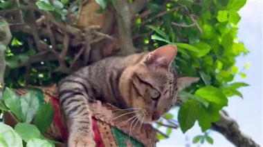 Funny grey stripy tom cat hiding in a straw basket nest on tree and walking down the trunk