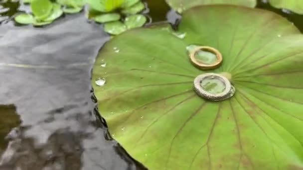 Beautiful silver and gold rings on a leaf of water lily lotus under rain drops. Conceptual jewellery footage with film grain. — Stockvideo