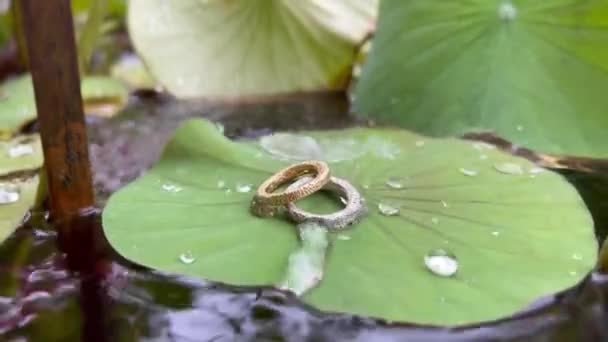 Symbool van het huwelijk bij slecht weer. Regendruppels vallen op zilveren en gouden ringen op een groen blad van waterlelie op een vijveroppervlak. Conceptuele beelden van juwelen buiten in de wilde natuur. — Stockvideo