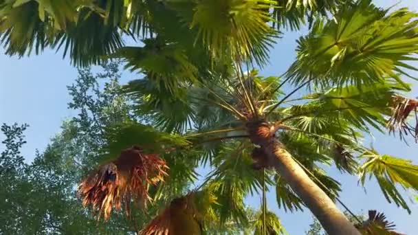 Hermoso verde tropical en un día ventoso contra el cielo azul claro. Diseño de palmeras para el fondo en la luz del sol de noche. — Vídeo de stock