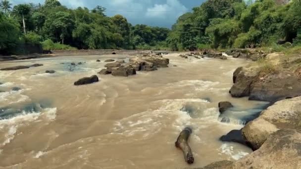 Flujo rápido de agua marrón sucia en un río con piedras en medio del bosque verde en los trópicos. Fondo de paisaje natural. Contaminación del agua de cerca. — Vídeos de Stock