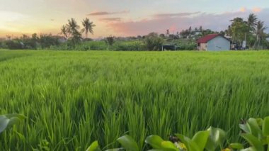 Bali adasında gün batımında güzel yeşil pirinç tarlası. Kırsal bölgedeki altın pembe bulutların altında çeltik kültürü ve palmiye ağaçları olan tropik bir manzara. Rüzgarlı pirinç çimi.