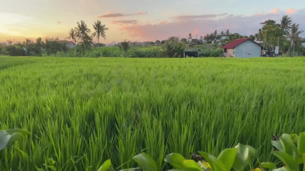 Hermoso campo de arroz verde al atardecer en la isla de Bali. Paisaje tropical con cultivo de cáscara y palmeras bajo nubes de color rosa dorado en zona rural. Hierba de arroz ventoso. — Vídeos de Stock