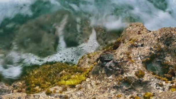 Caranguejo sentado em uma rocha recifal com algas marinhas durante a maré. Onda do oceano salpicando em uma pedra com um caranguejo. Explore a fauna de trópicos. Criaturas marinhas em habitat natural. — Vídeo de Stock