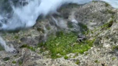 Kayalıklardaki sevimli yengeç ve deniz yosunları okyanus dalgalarıyla kaplı. Beyaz köpüklü su, küçük gri yengece çarpıyor..